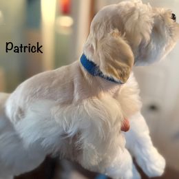Patrick - Wheaten male Miniature Schnauzer puppy in Byron, Georgia from Smilee Schnauzers
