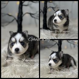 The Ghost Boy - Black and white male Pomsky puppy in Rossville, Georgia from Scenic City Pomskies