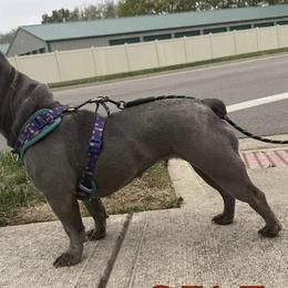 French Bulldogs from Gibson Acres