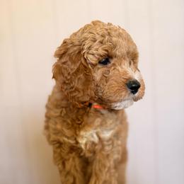 Loui - Red  male Goldendoodle puppy in Sacramento, California from GoldenDoodle Love