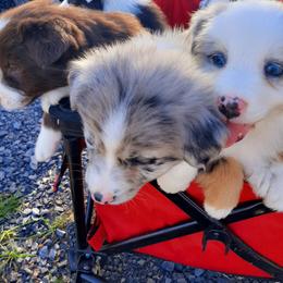 Australian Shepherd Puppies from Johnson Hill Aussies