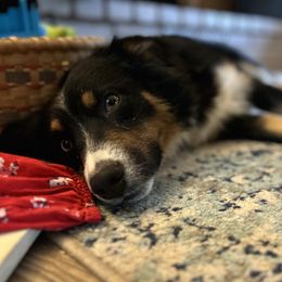 Lyla - Australian Shepherd