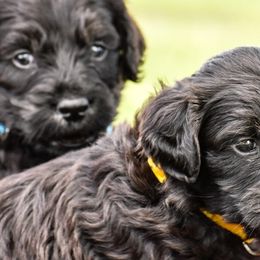 Goldendoodles and Poodles from Fancy Goldendoodles and Poodles