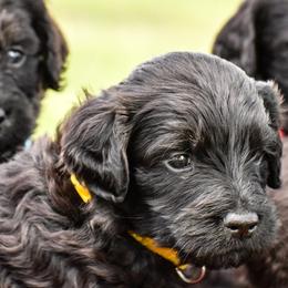 Goldendoodles and Poodles from Fancy Goldendoodles and Poodles
