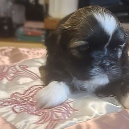 Puppy 1 - Black and white female Shih Tzu puppy in Belleville, Michigan from Patricia's Heavenly Earth Angels