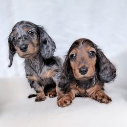 Dora European Lines - Dapple female Dachshund puppy in Richmond, Virginia from Irresistible Dachshunds & Cavaliers