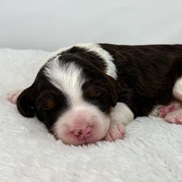 Hope - Tri-color female Bernedoodle puppy in Fleming, Colorado from Vandenbark Doodles