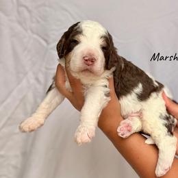 Marshmallow - Brown and white male Bernedoodle puppy in Pennsylvania from Bells Bernedoodles