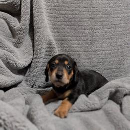 Collard Greens - Black and tan female Dachshund puppy in Spring Hope, North Carolina from Hogan’s Lowrider Hounds