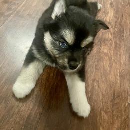 Pomsky Puppies from Blue Sky Pomsky