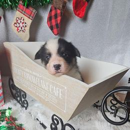 S'more-Docked tail - Black and tan male Pembroke Welsh Corgi puppy in Deming, New Mexico from Dragon Ridge Corgis