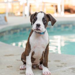 Paul Revere (Revere) - Brindle male Boxer puppy in Georgia from Stephanie’s Boxers