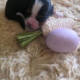 Eros - Tri-color female Cavalier King Charles Spaniel puppy in Springfield, Missouri from Caney Mountain Cavaliers LLC