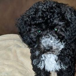 Poodles from Strawberry Ridge Poodles