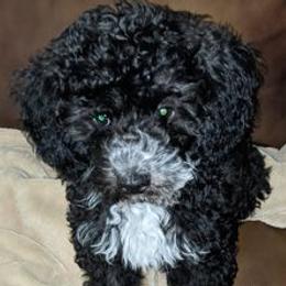 Poodles from Strawberry Ridge Poodles