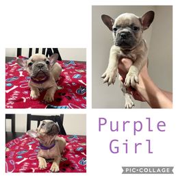 French Bulldog Puppies from DDV French Bulldogs