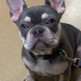 French Bulldogs from Full Time Frenchies