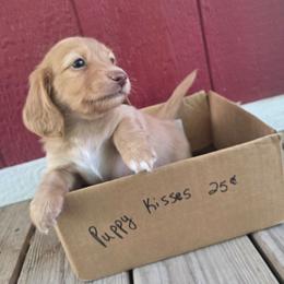 Trusty - Cream female Dachshund puppy in Grant, Michigan from Low Down Dashchuand