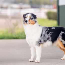 Clique - Australian Shepherd