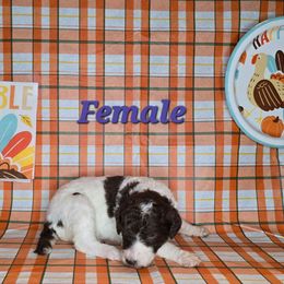 Eve - Parti female Poodle puppy in Woodbury, Pennsylvania from Zimmerman's Poodles