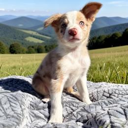 Barney - Red merle male Border Collie puppy in East Ellijay, Georgia from Nine Peaks Border Collies