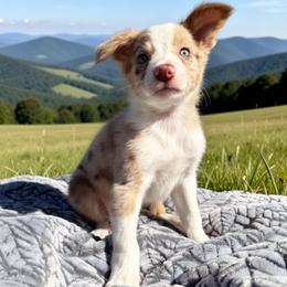 Barney - Red merle male Border Collie puppy in East Ellijay, Georgia from Nine Peaks Border Collies