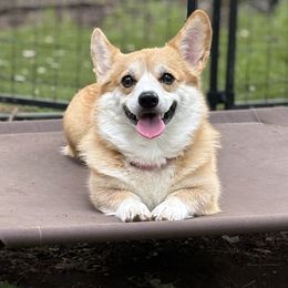 Dolly - Pembroke Welsh Corgi