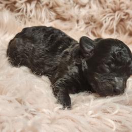 Cyclone - Silver male Poodle puppy in Harrisonville, Missouri from Kurly Q Poodles