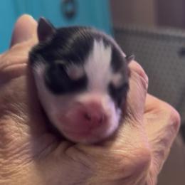 Sylvia - Black and white female Pomsky puppy in Spring Hill, Florida from PDQ Pomskies
