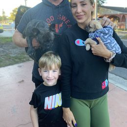 French Bulldog Puppies from Monarchy's Finest French Bulldogs