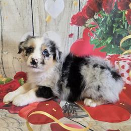 Boy1 - Blue merle male Australian Shepherd puppy in Lakeland, Florida from Diamond P Australian Shepherds