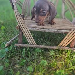Amber - Chocolate and tan female Dachshund puppy in Arthur, Illinois from Dachs and Poms