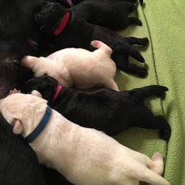 Labrador Retriever Puppies from Kingridge Kennels