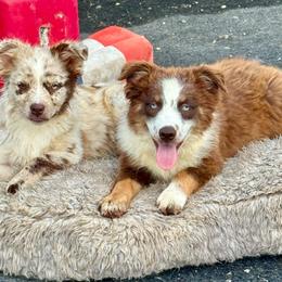 Little merle female - Red merle female Miniature Australian Shepherd puppy in Lemon Cove, California from Magic Ranch Mini Aussies
