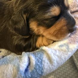 Black and tan male longhair - Black and tan male Dachshund puppy in Manteca, California from Sweet and Low Dachshunds