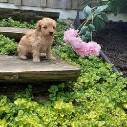 Maverick - Cream male Poodle puppy in Narvon, Pennsylvania from Corgi Companions (license number 18998)