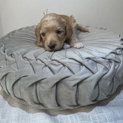 Australian Cobberdog Puppies from Joreese Australian Cobberdogs