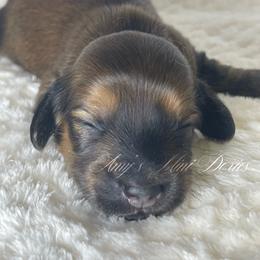 Crimson - Dapple male Dachshund puppy in Jena, Louisiana from Amy’s Mini Doxies