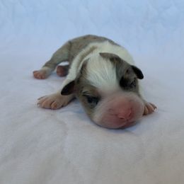 Joe - Australian Shepherd puppy in St. Augustine, Florida from Ancient City Aussies