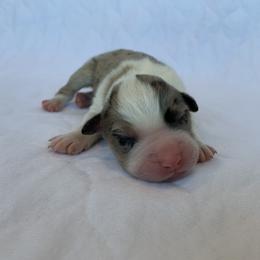 Joe - Australian Shepherd puppy in St. Augustine, Florida from Ancient City Aussies