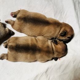 French Bulldog Puppies from 3D Frenchies LLC