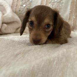 Thor - Chocolate and cream male Dachshund puppy in Moreno Valley, California from rdachshunds