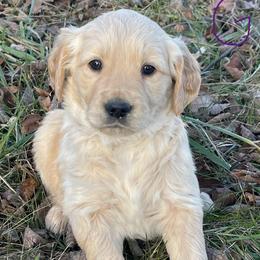 Purple Girl - Golden female Golden Retriever puppy in Mount Carmel, Tennessee from HS Goldens