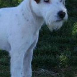 Jack Russell Terriers and Parson Russell Terriers from Wendover Terriers