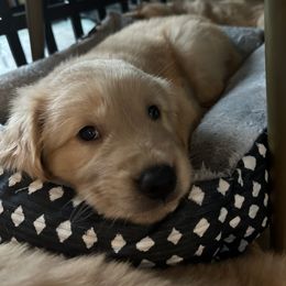 Golden Retriever Puppies from Gail’s Goldens