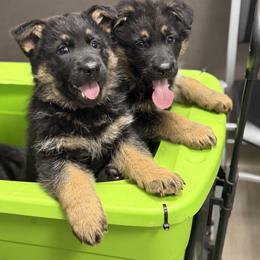 German Shepherd Puppies from Auf der Marquis German Shepherds