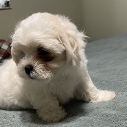 Shichons and Shih Tzus from Candice's Shichons