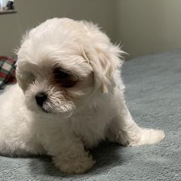 Shichons and Shih Tzus from Candice's Shichons