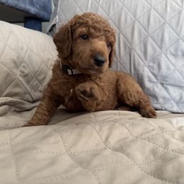 Gray collar boy - Red  male Poodle puppy in Riverside, California from Riverside red poodles