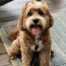Archie - Australian Labradoodle